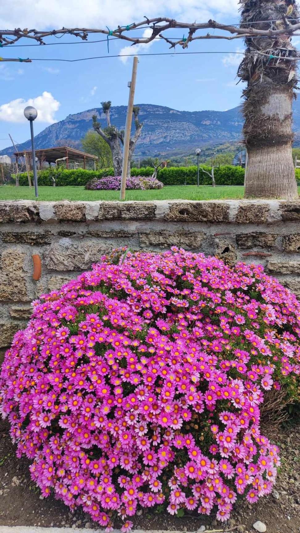 Bed and Breakfast Le Colline di Paestum Capaccio Esterno foto